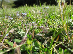 Myosotis arvensis