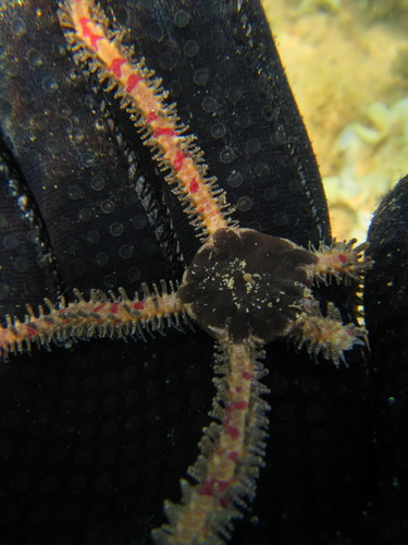 Ophiomastix elegans in life