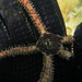 Ophiomastix elegans - Photo (c) Frédéric Ducarme, alguns direitos reservados (CC BY-NC-ND), uploaded by Frédéric Ducarme