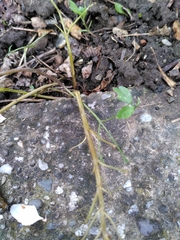 Corydalis intermedia