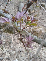 Sambucus sibirica