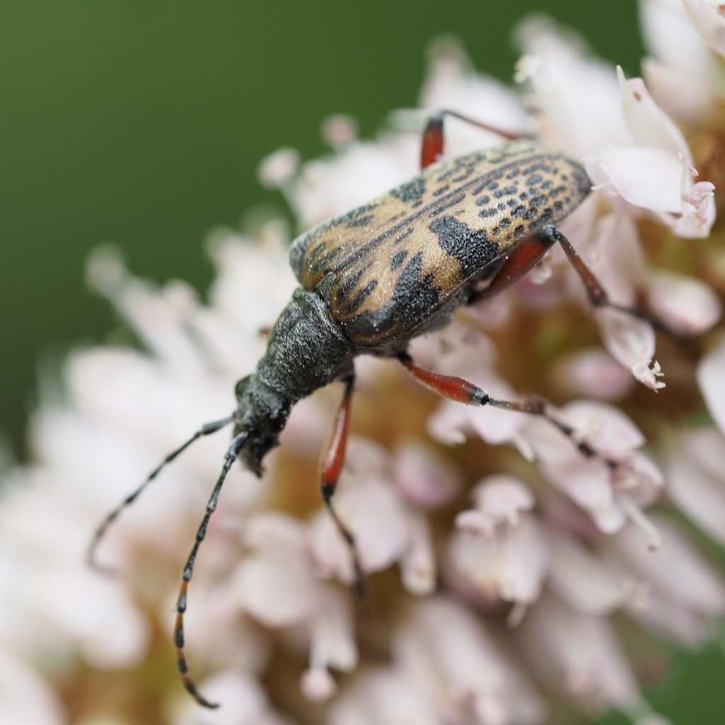 Evodinus clathratus