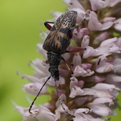 Evodinus clathratus