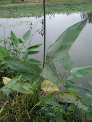 Thalia geniculata