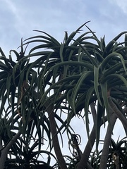 Aloidendron