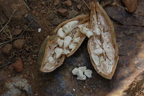 African baobab