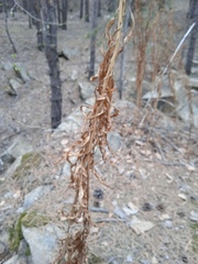Chamaenerion angustifolium