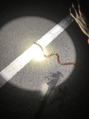 Lampropeltis annulata