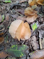 Cavanillesia platanifolia