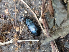 Aztecarpalus schaefferi