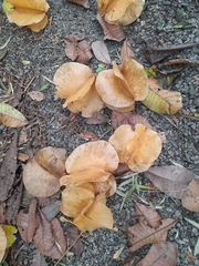 Cavanillesia platanifolia