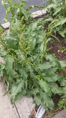 Rumex