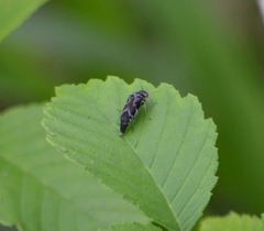 Glipa hilaris