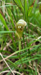 Pterostylis ophioglossa