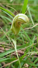 Pterostylis ophioglossa