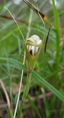 Pterostylis ophioglossa