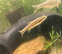 Chrosomus erythrogaster