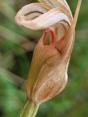 Pterostylis ophioglossa