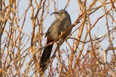 Toxostoma crissale