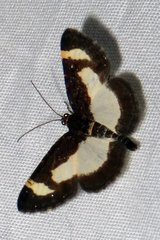 Heliomata cycladata