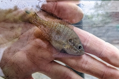 Lepomis auritus × cyanellus