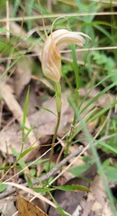 Pterostylis ophioglossa