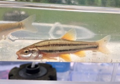 Chrosomus erythrogaster