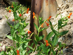 Erythranthe cinnabarina