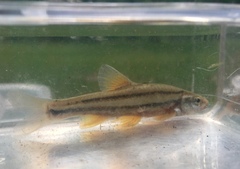 Chrosomus erythrogaster