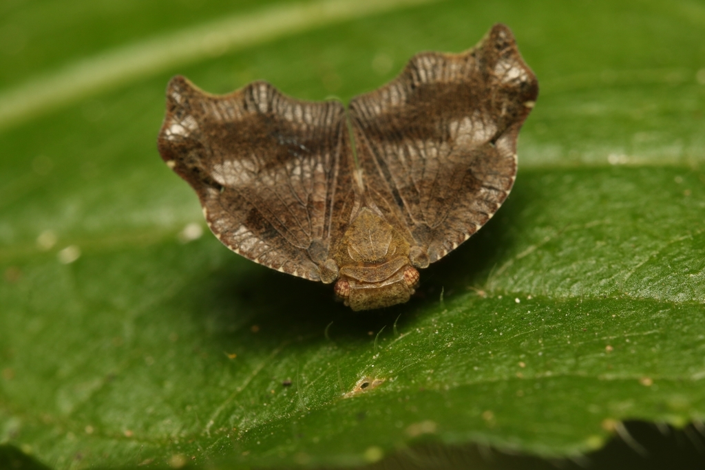 Marleyia brunnescens