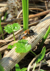Andrena clarkella