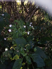 Rhinacanthus gracilis latilabiatus