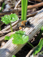 Andrena clarkella