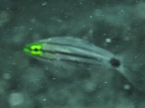 Largetoothed cardinalfish