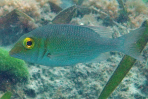 Lethrinus borbonicus
