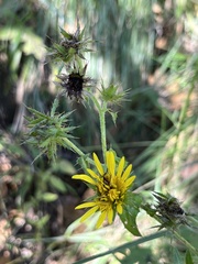 Berkheya erysithales