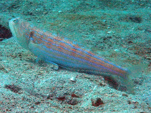 Bluntnose lizardfish, Snakefish