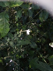Rhinacanthus gracilis latilabiatus