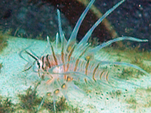 Pterois