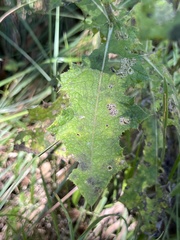 Berkheya erysithales