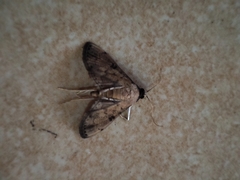 Nacoleia charesalis