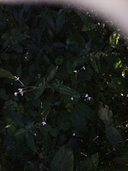 Rhinacanthus gracilis latilabiatus