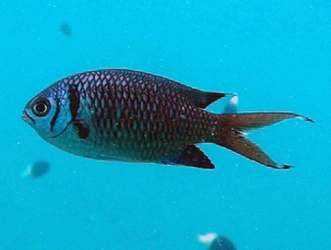 Doublebar chromis