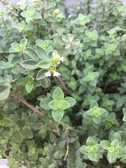 Origanum majorana