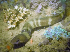 Conger cinereus