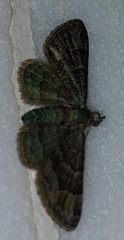 Gymnoscelis taprobanica