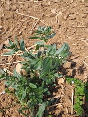 Buglossoides arvensis arvensis