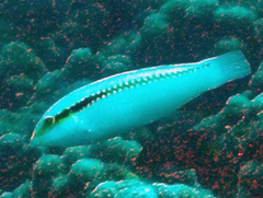 Halichoeres scapularis