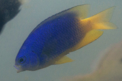 Pomacentrus caeruleus
