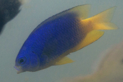 Pomacentrus caeruleus